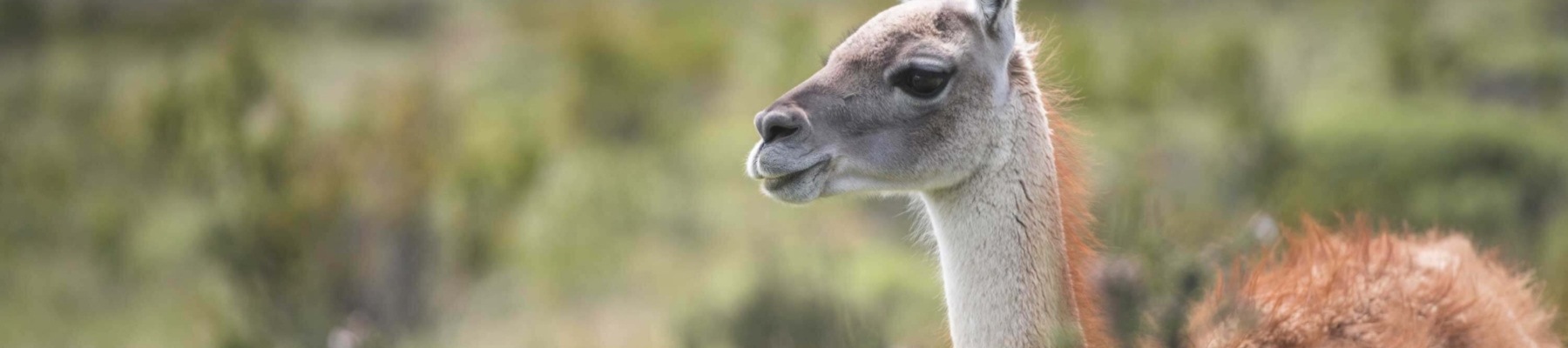 Guanaco-solo