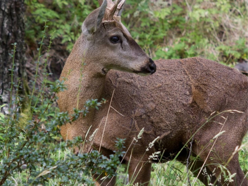 huemul-v2
